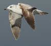Larus armenicus